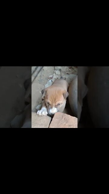 Cute Puppy Crying and looks so adorable 🥰 #shorts #puppy #dogs #youtubeshorts