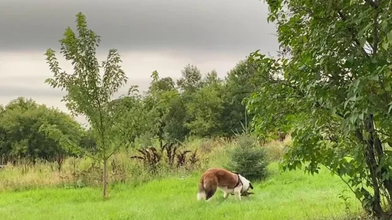 Still clumsy, still good at playing it off.