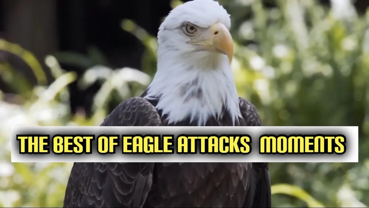 The Best Of Eagle Attacks | Most Amazing Moments Of Wild Animal Fights! | Wild Discovery Animals