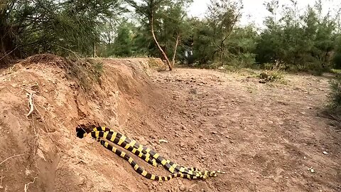 Catch 100 Extremely Poisonous Black Gold Snakes With Bare Hands