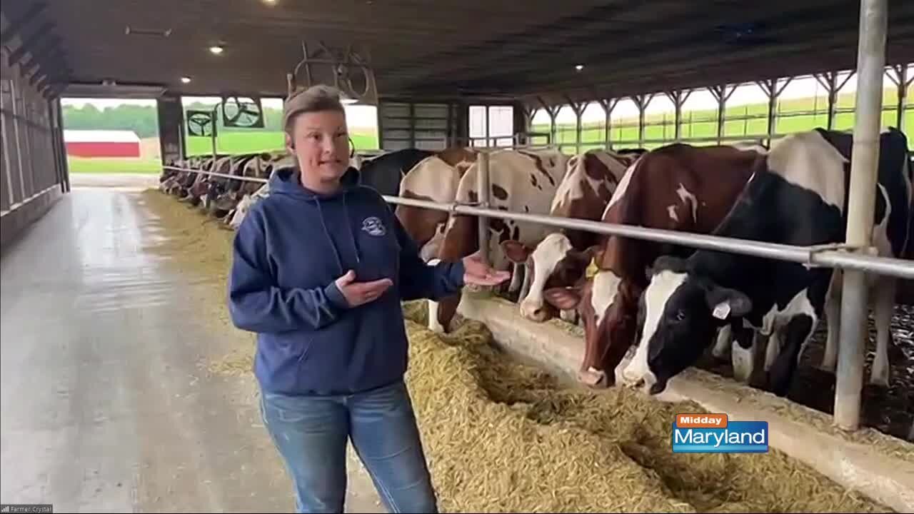 Dairy Farm Tour - American Dairy Association North East