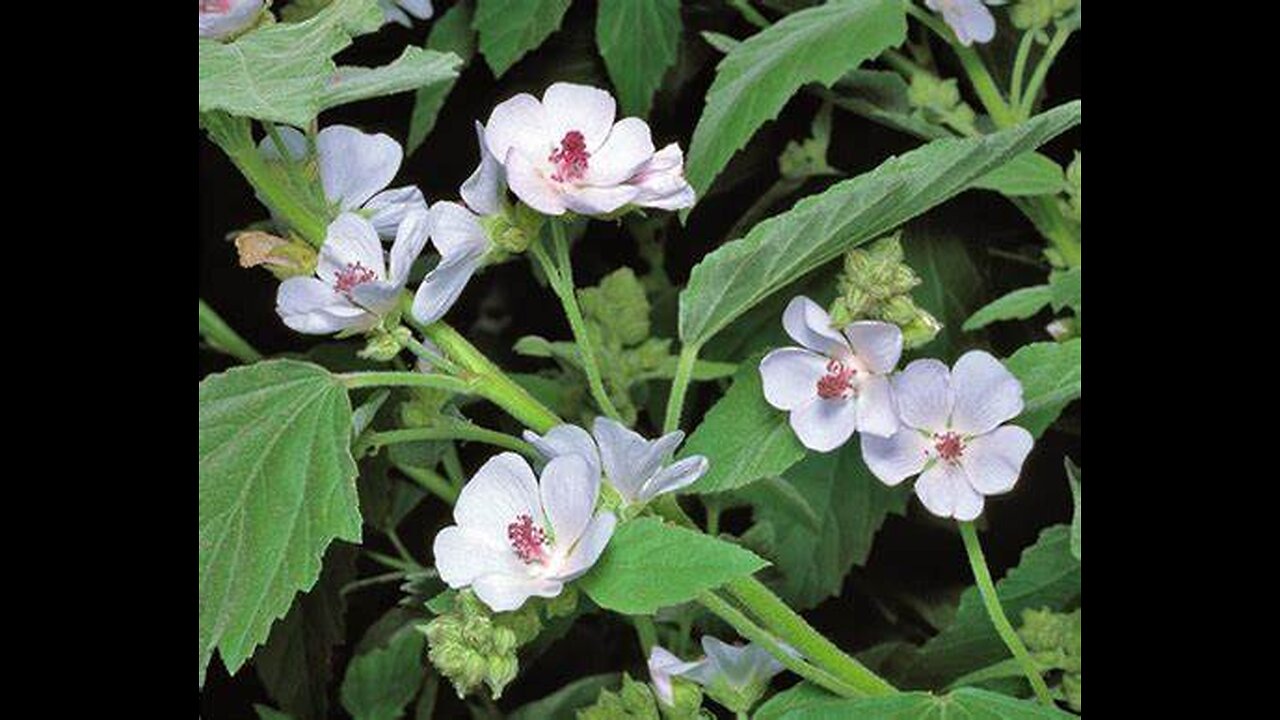 Marshmallow Root (Althea officinalis)