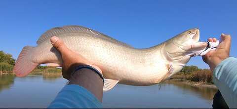 Texas Bowfin!!!