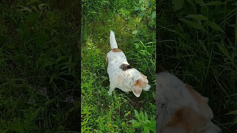 River Hound... 🏞️