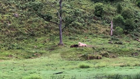 Brumby girls lying on an hill sleeping