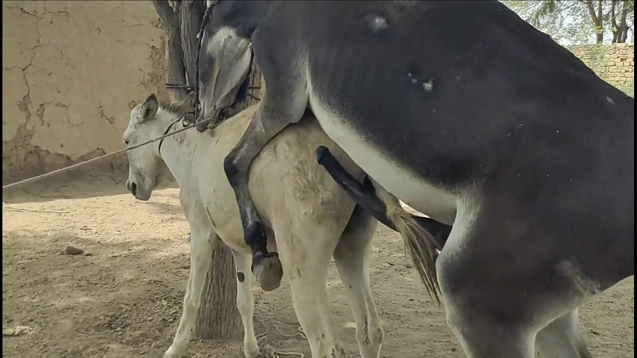 Funny donkey Frist time