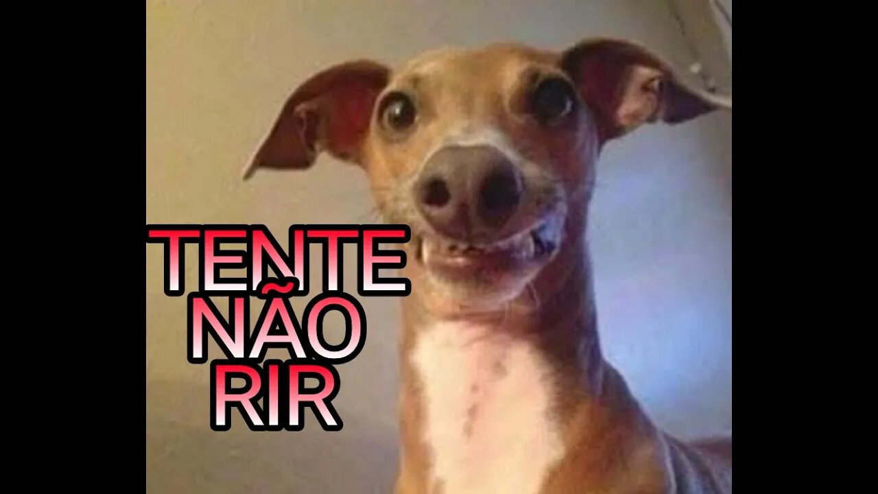 TENTE NÃO RIR #9