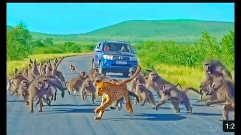 Leopard vs baboon