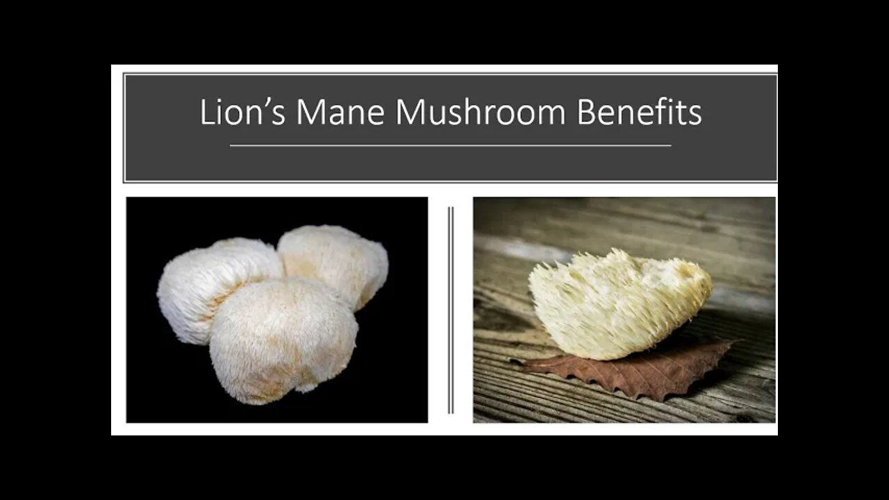 Lions Mane Mushroom Benefits