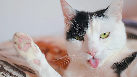 Many Cute Kittens Collection 8K Video ULTRA HD Part12