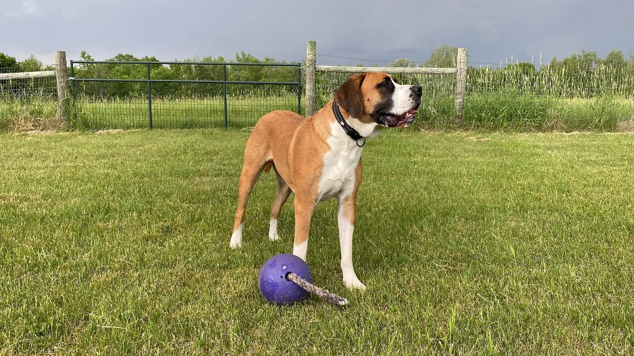 Game of keep away St. Bernard and Great Dane