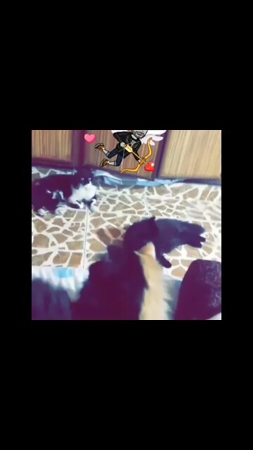 Persian Cats Zone 😺 #cats #shorts #PersianCatsZone #persiancats #cutecat #funnycats