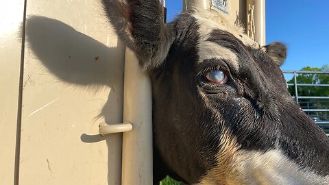 Treating a sore eye and banding the bull we missed last month.