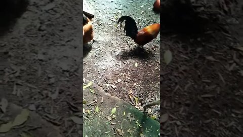 Cassidy and Chook Chook