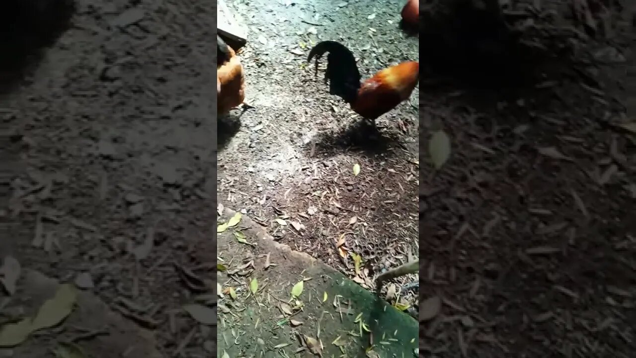 Cassidy and Chook Chook