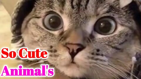 Cat Fanny Sort video