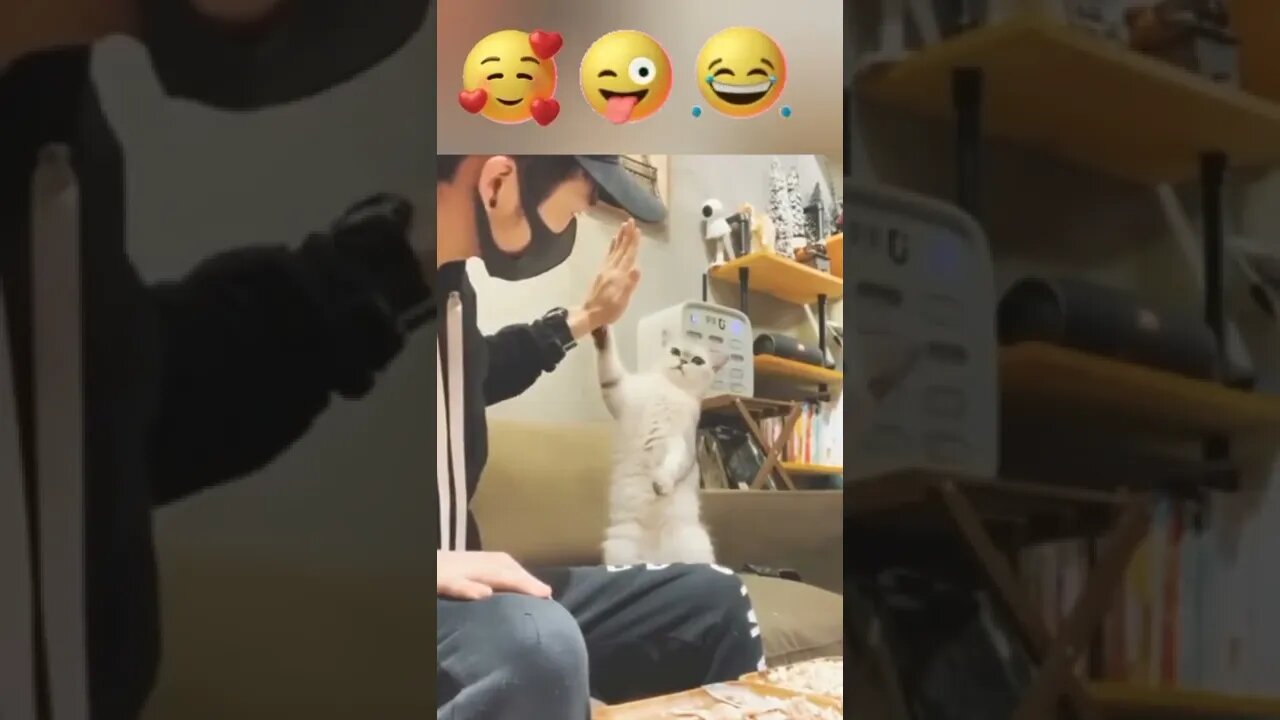 #shorts Смешные Коты Из Тик Тока 272 Funny Cats From Tiktok