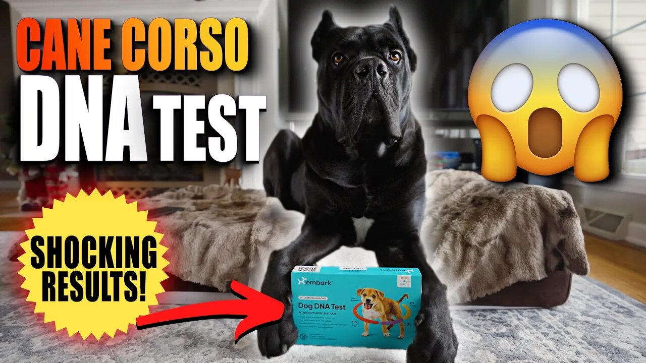 SHOCKING RESULTS! Cane Corso Genetic Test