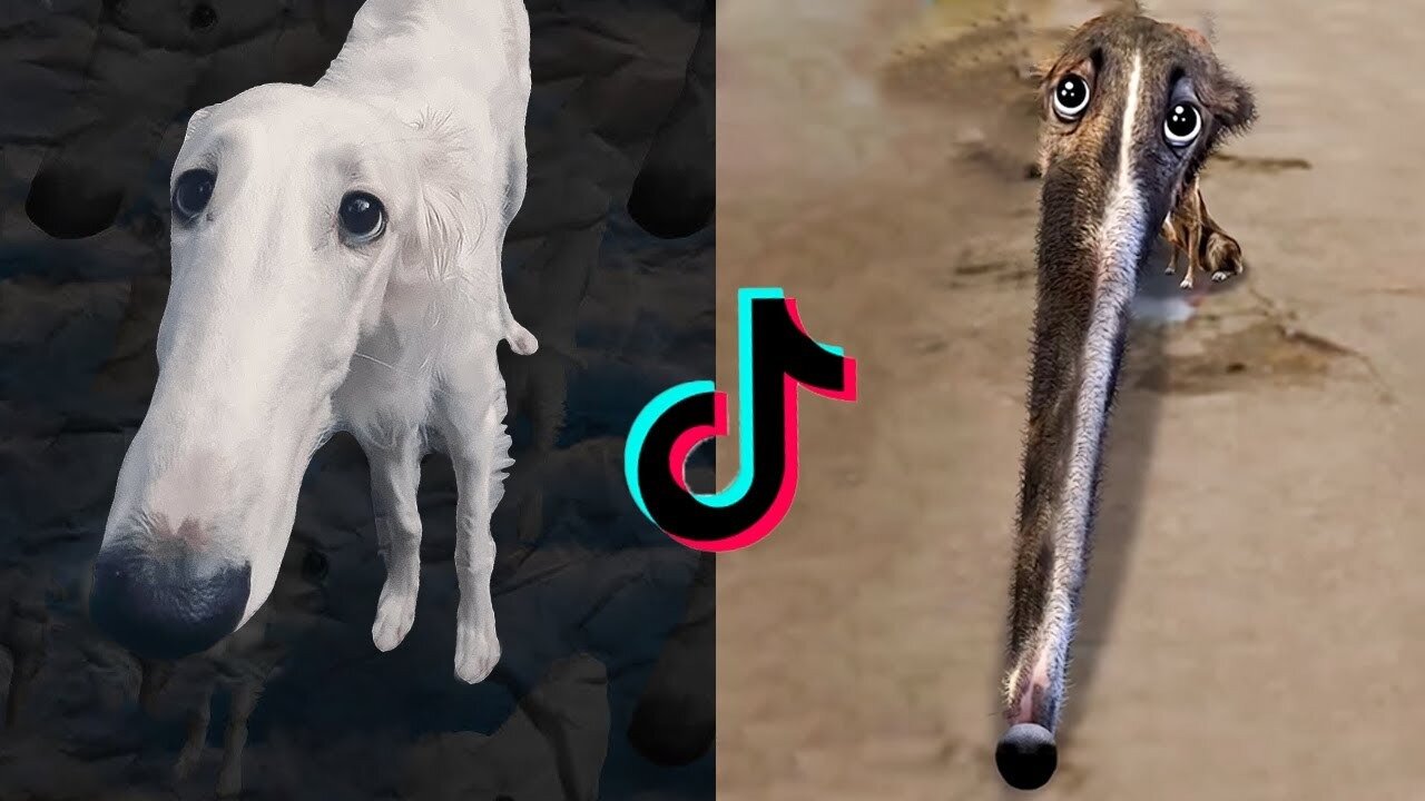 Didn't I Do It For You: Viral Borzoi Memes On Tiktok| ThePetsTown