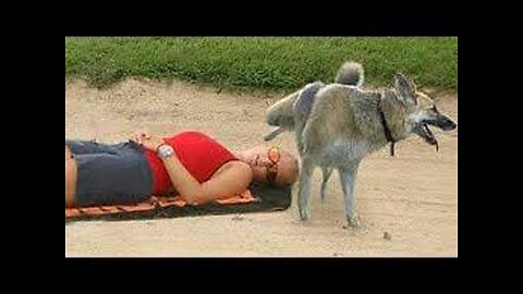 UNEXPECTED Animal ATTACKS! | AFVs Wildest Animal Moments