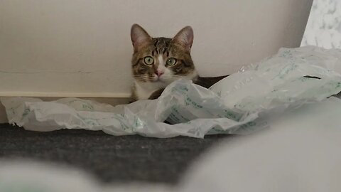 Funny Cat Has Hidden