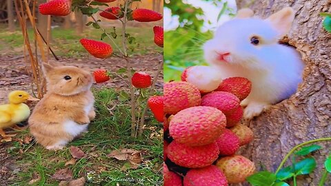 Cute baby animals Videos Compilation cute moment of the animals - Cutest Animals