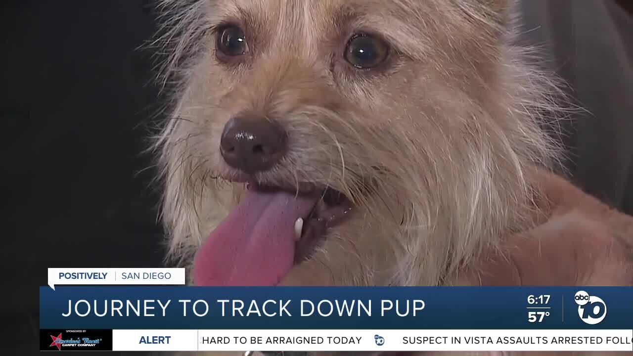 San Diego man’s search for beloved missing dog leads to double the happy ending