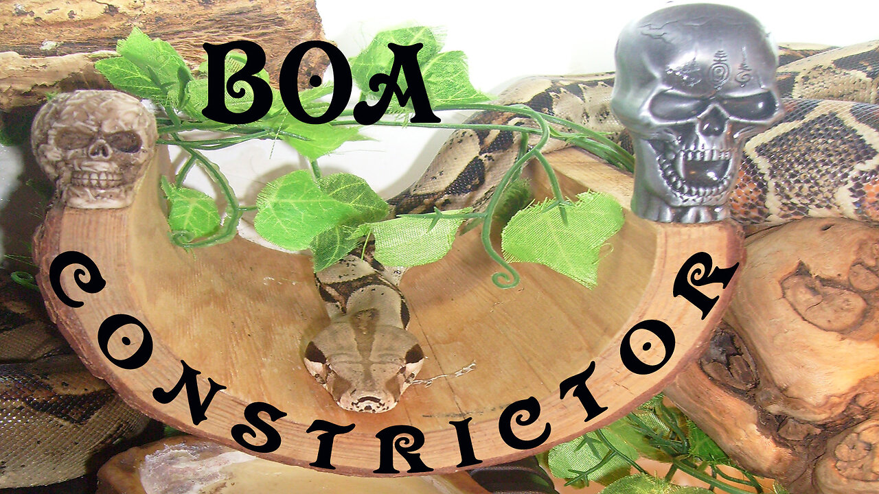 BOA CONSTRICTOR (basic info & my personal practice)