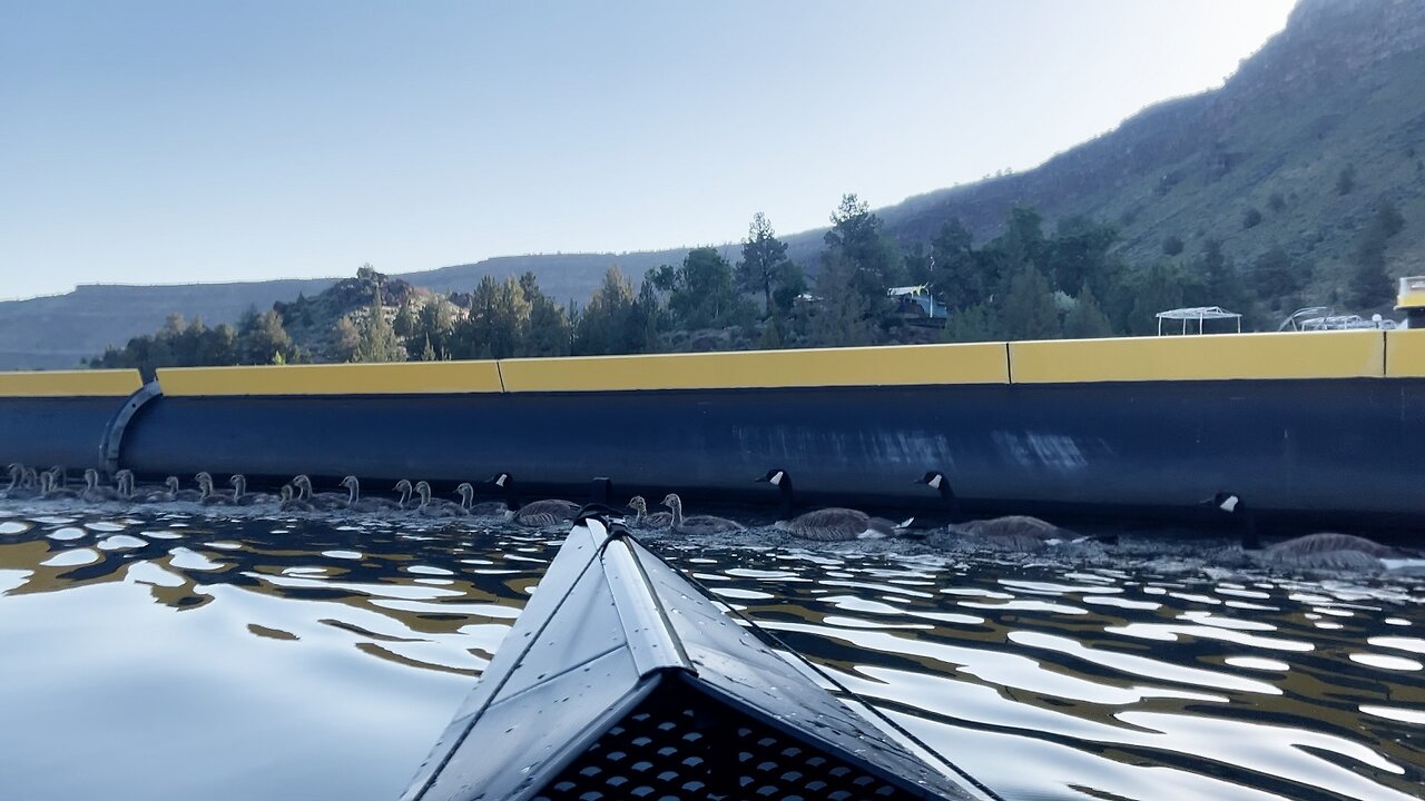 Kayaking (4K) Beside a Canadian Goose Flock @ Lake Billy Chinook @ The Cove Palisades State Park!