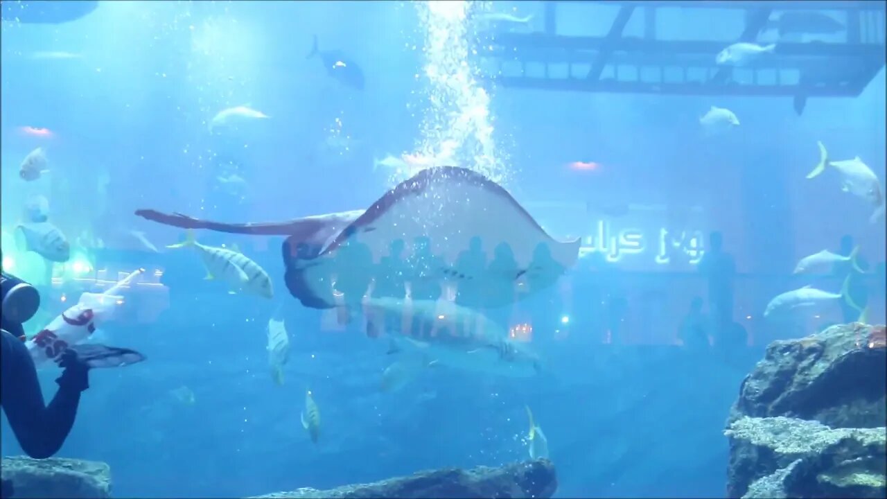 Dubai Aquarium & Underwater Zoo