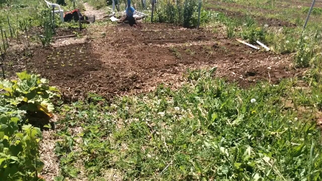 Wild Urban Gardens 2022 - Adding a new community garden plot. Before & after.