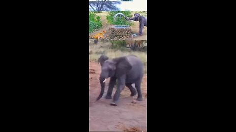 Elephant Sprays Water On Lioness