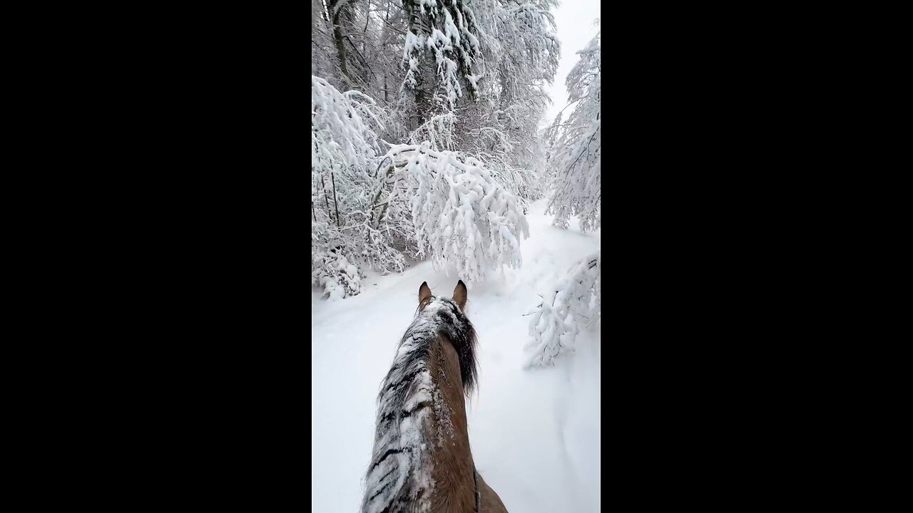 snow 🌨️ And Best friend Horse