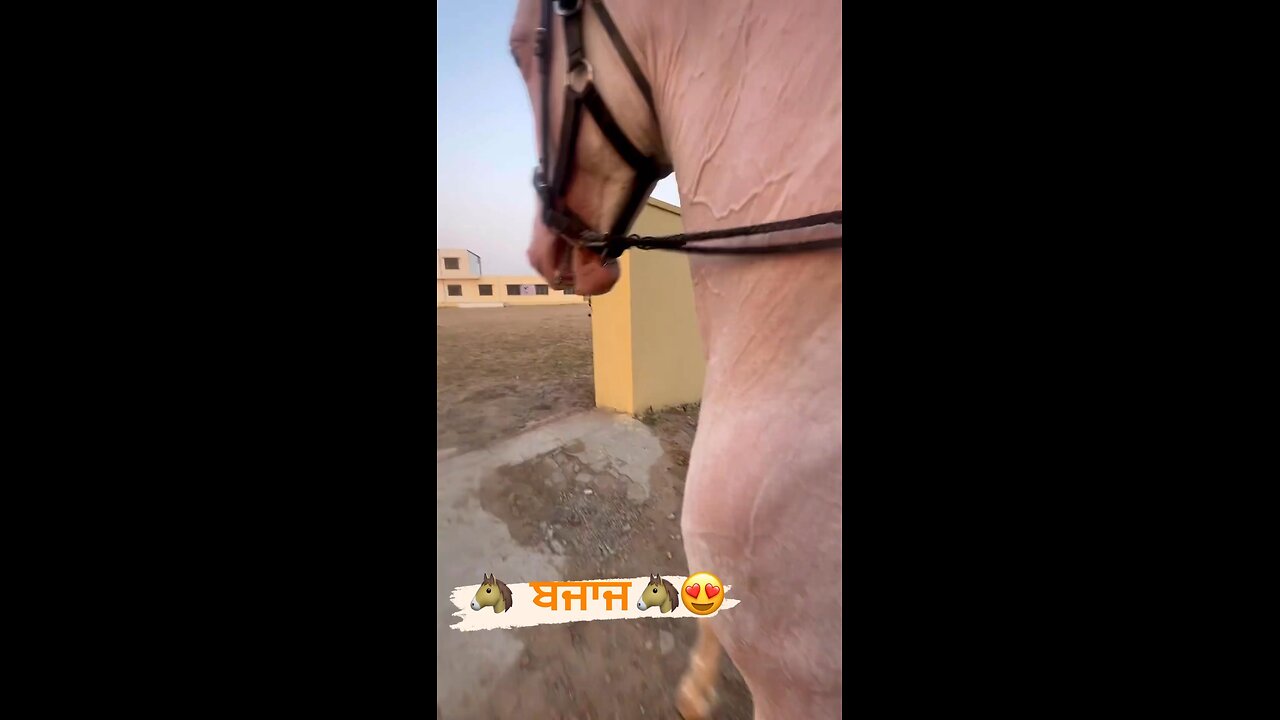 #horse