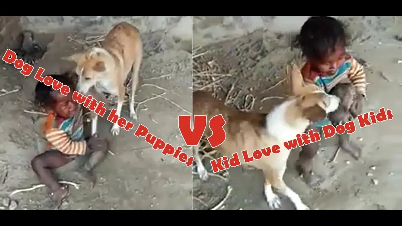 Dog Love with her Puppies vs Kid Love with Dog Kids