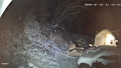 Orbs?