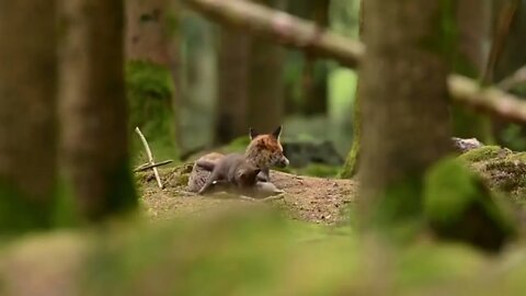 Peaceful scene of a mother Fox enjoying the afternoon.