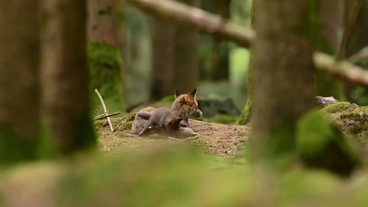 Peaceful scene of a mother Fox enjoying the afternoon.