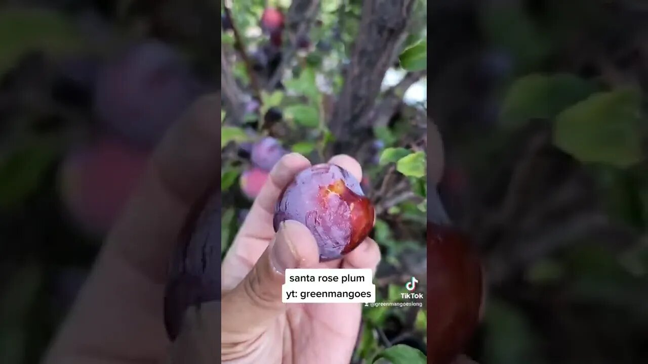 harvesting Santa Rosa plum #gardening #shorts #youtubeshorts #amazing #plants