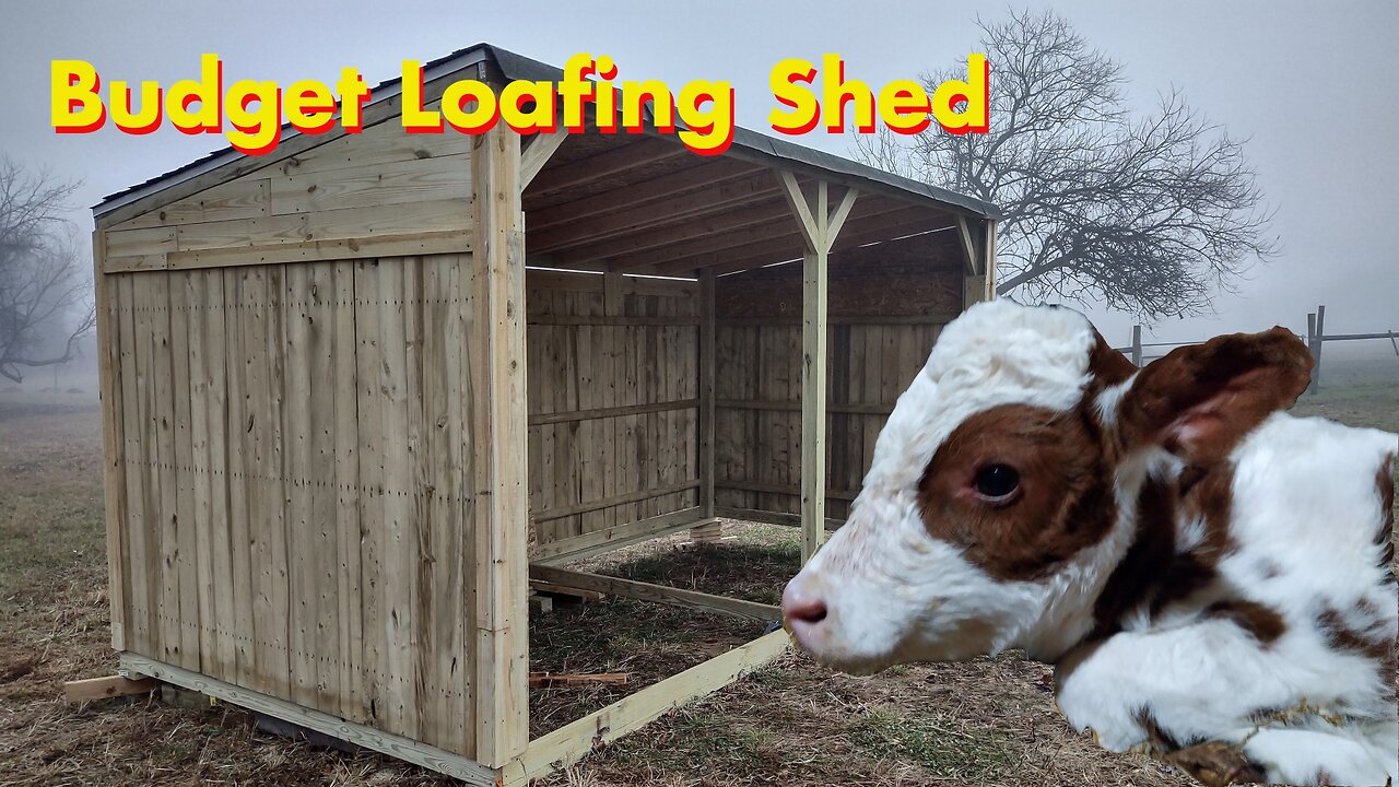 We built a budget livestock loafing shed for our cows