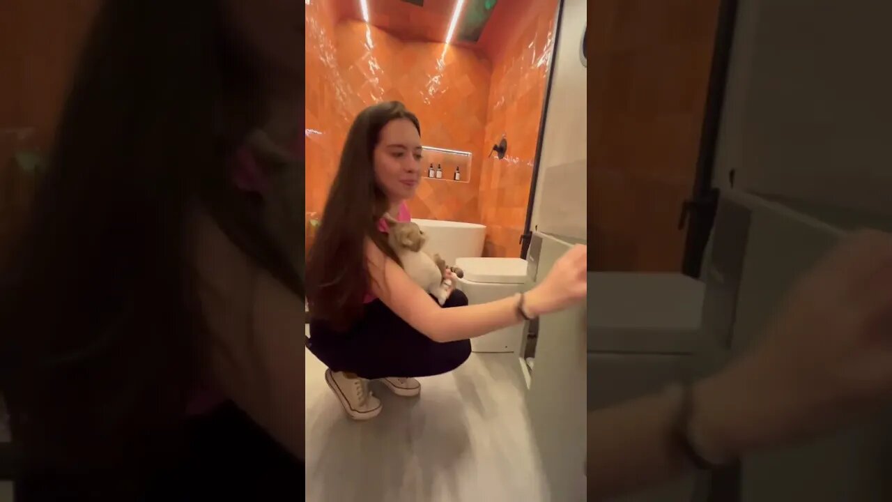 Perfeitos para papais de Pet com casa pequena e precisa de funcionalidade!