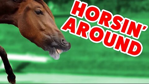 Top Funniest Horse Videos of 2016 Weekly Compilation | Funny Pet Videos
