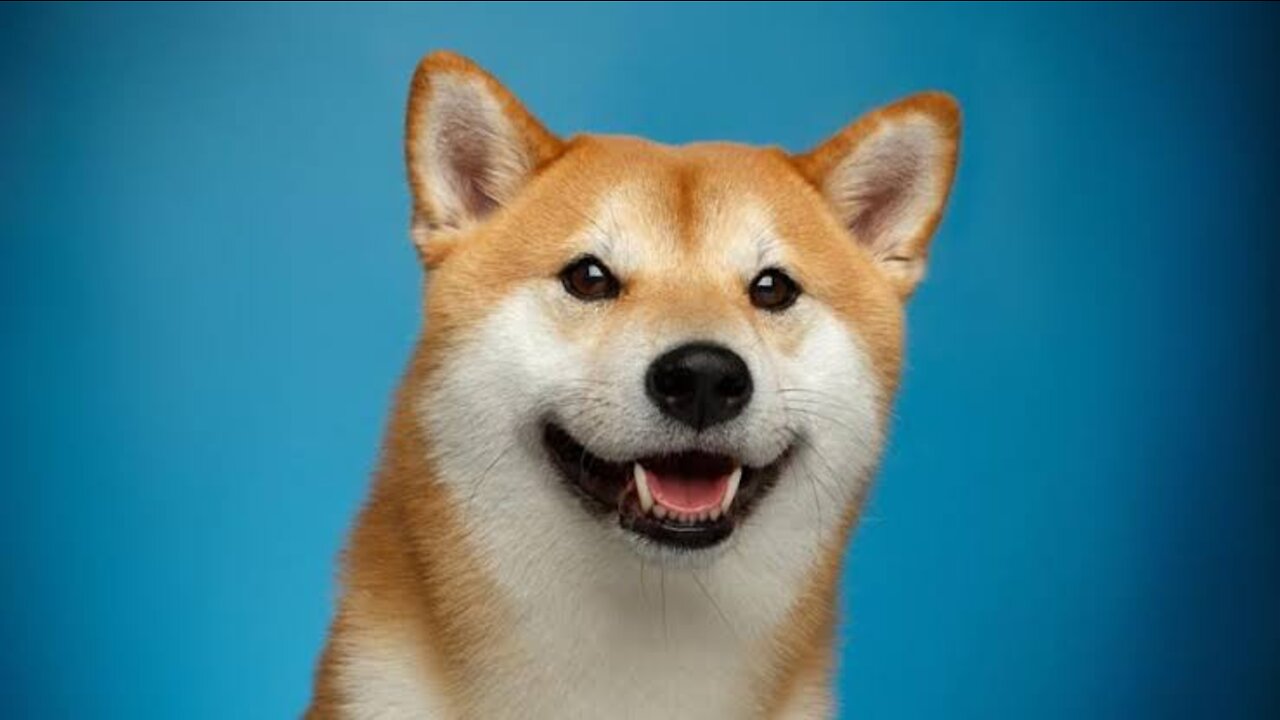 Funny Doge