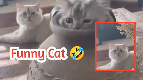 Funny and Naughty Cat 😹