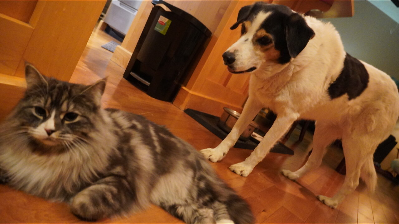 Saucy Cat SCARES DOG With SUDDEN NINJA MOVE