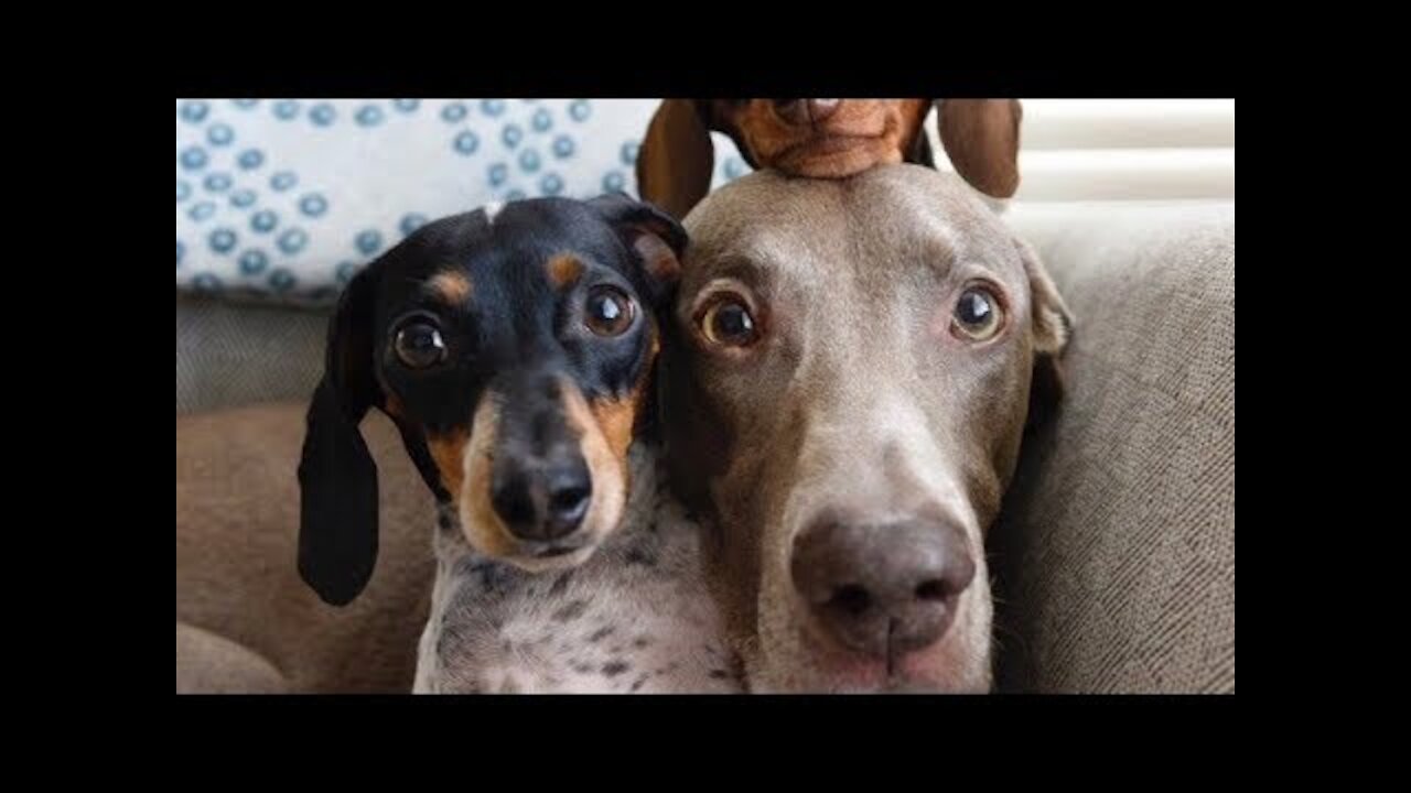 Dog Compilation