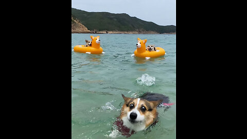 Funny animals Funny cats dogs Funny animal videos