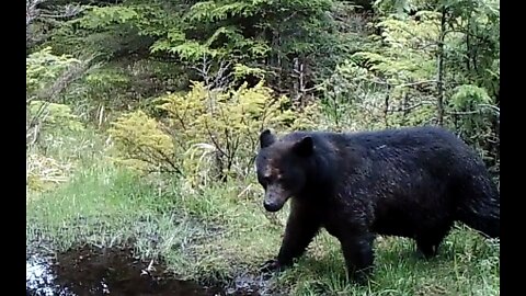 Bear Bath Late May