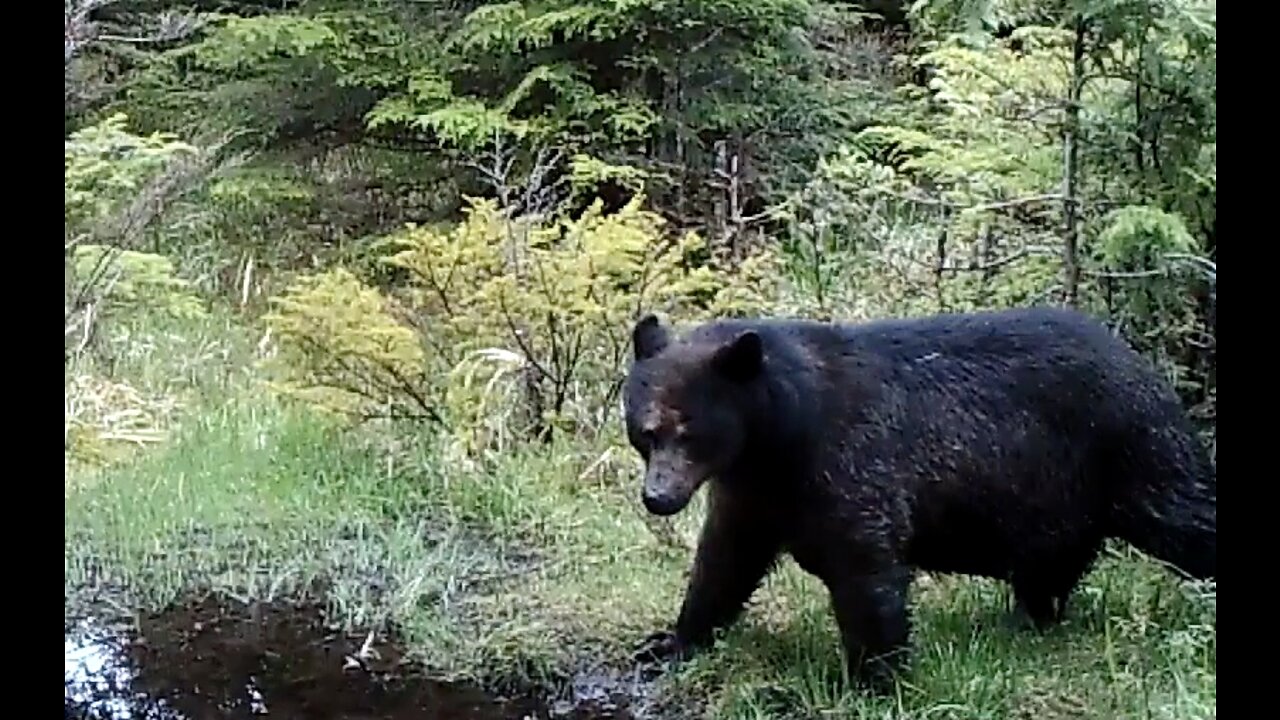 Bear Bath Late May