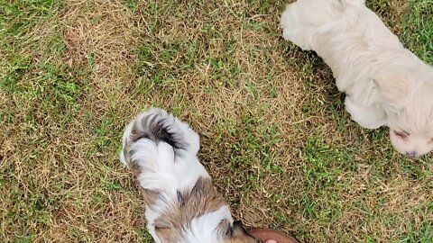 May 2nd....L, M & N Litters(1)